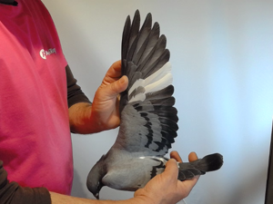 Pigeon image