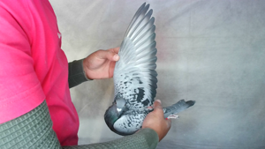 Pigeon image