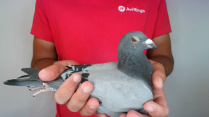 Pigeon image