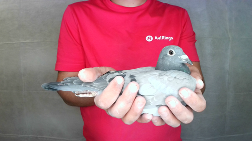 Pigeon image