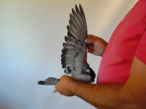 Pigeon image