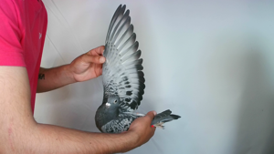 Pigeon image