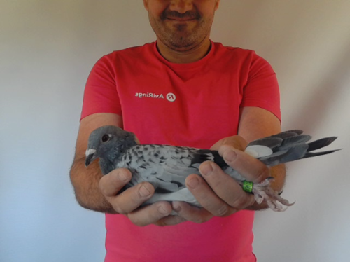 Pigeon image