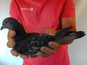 Pigeon image