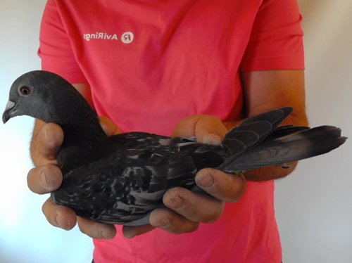 Pigeon image
