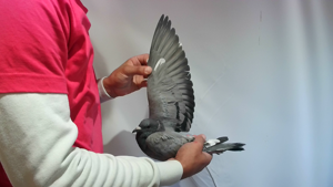 Pigeon image