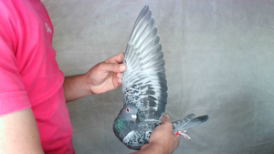 Pigeon image