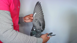 Pigeon image