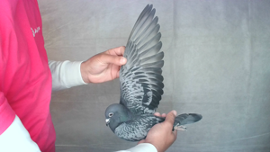 Pigeon image