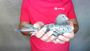 Pigeon image