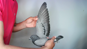 Pigeon image