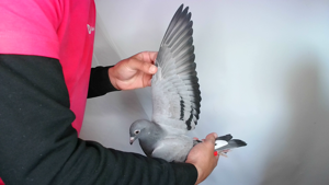 Pigeon image