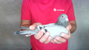 Pigeon image