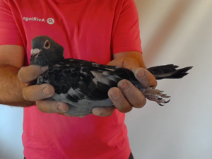 Pigeon image