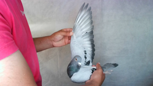 Pigeon image