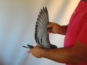 Pigeon image