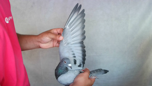 Pigeon image