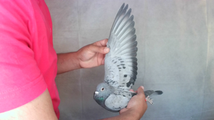 Pigeon image