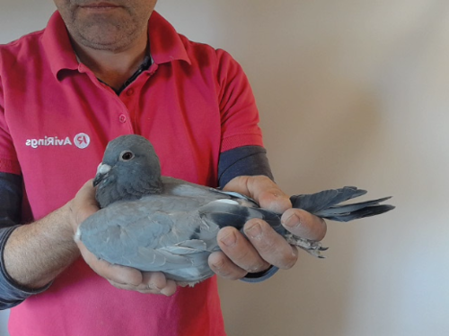 Pigeon image