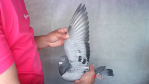 Pigeon image