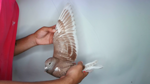 Pigeon image