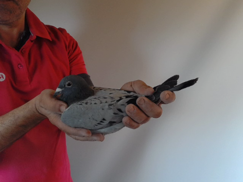 Pigeon image