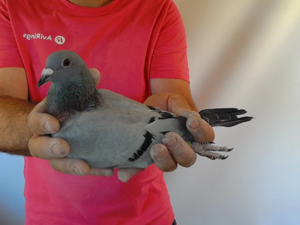 Pigeon image