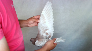 Pigeon image