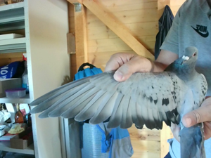 Pigeon image