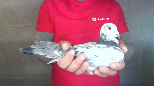 Pigeon image