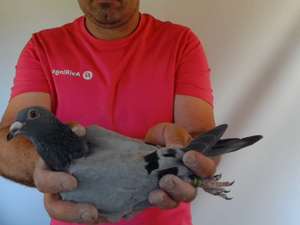 Pigeon image