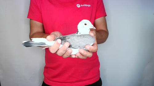 Pigeon image