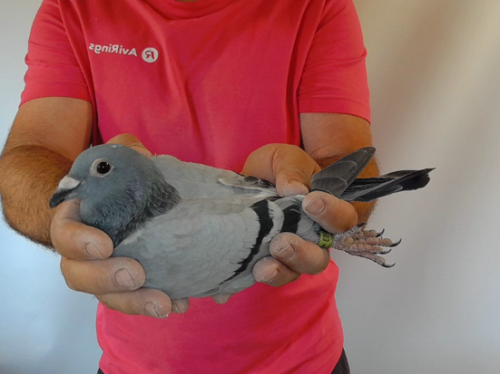 Pigeon image