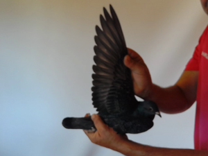 Pigeon image