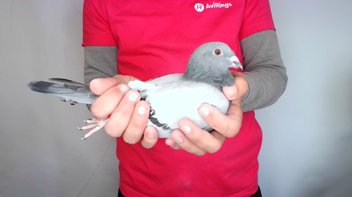 Pigeon image