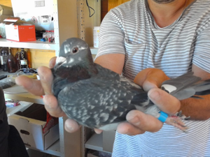 Pigeon image