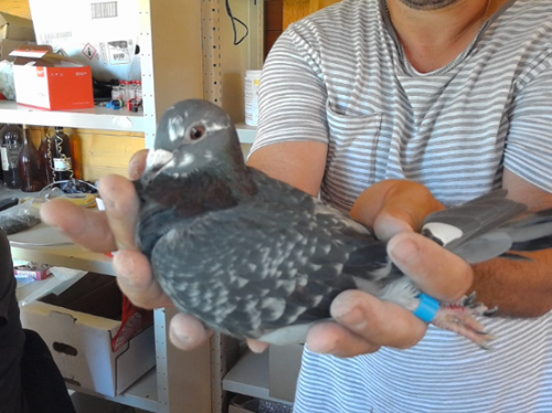 Pigeon image