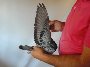 Pigeon image