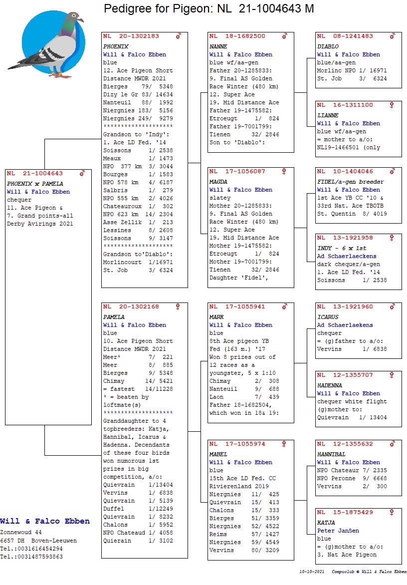 Pigeon pedigree image