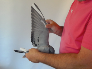 Pigeon image