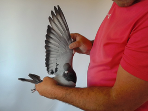 Pigeon image
