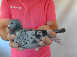 Pigeon image