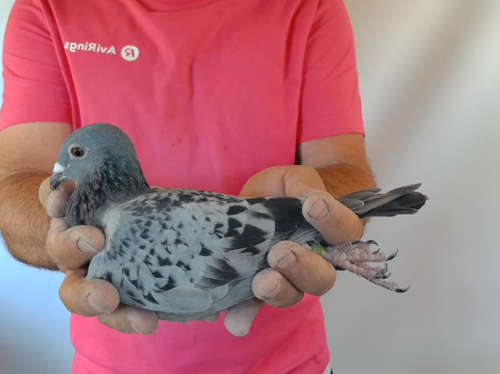 Pigeon image