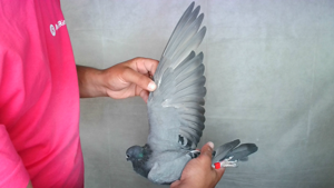 Pigeon image