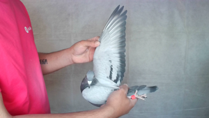 Pigeon image
