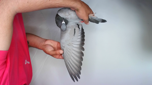 Pigeon image