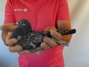Pigeon image