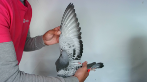 Pigeon image