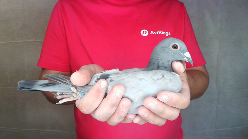 Pigeon image