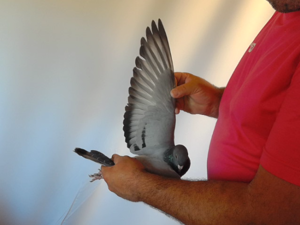 Pigeon image